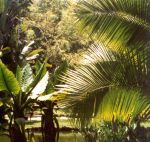 JARDIM BOTANICO, RJ