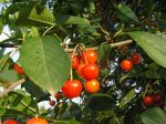 des cerises