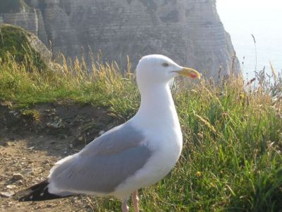 seagull and the sea