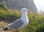 seagull and the sea