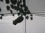 No Caption