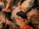 het kopke van de zalm